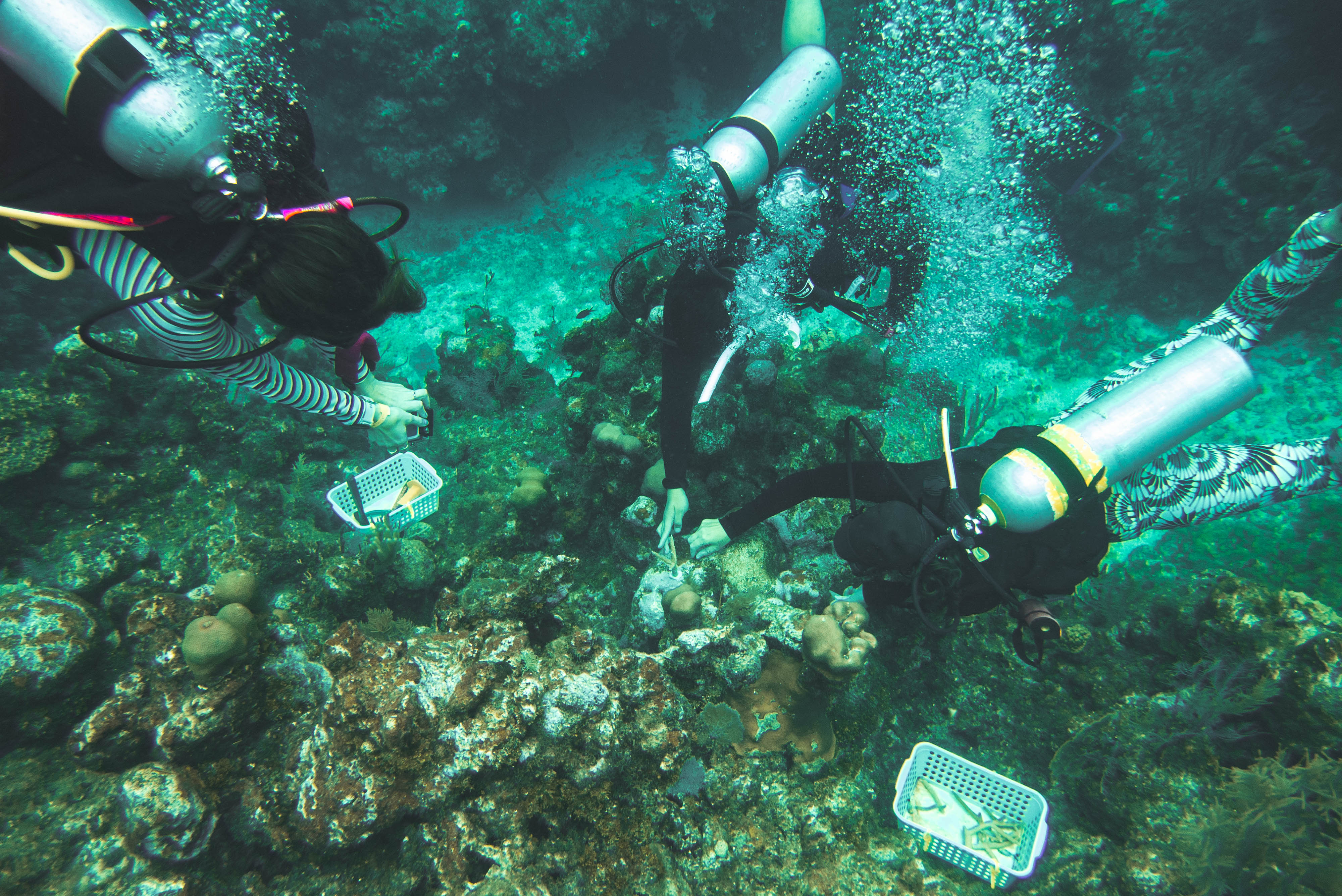 Dr. Setniker, Jennifer Keck, and Jacob Gutierrez planting coral